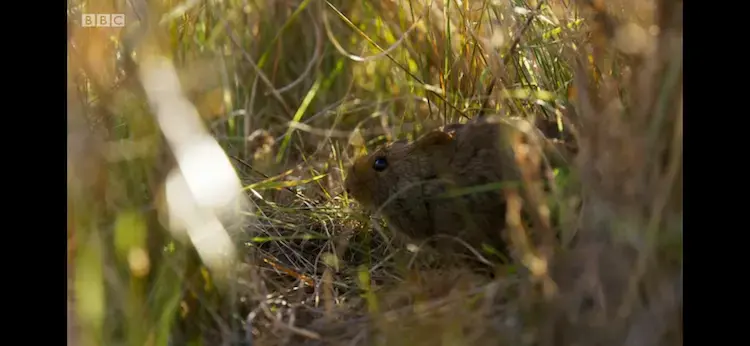Southern African vlei rat (Otomys irroratus) as shown in Planet Earth II - Grasslands